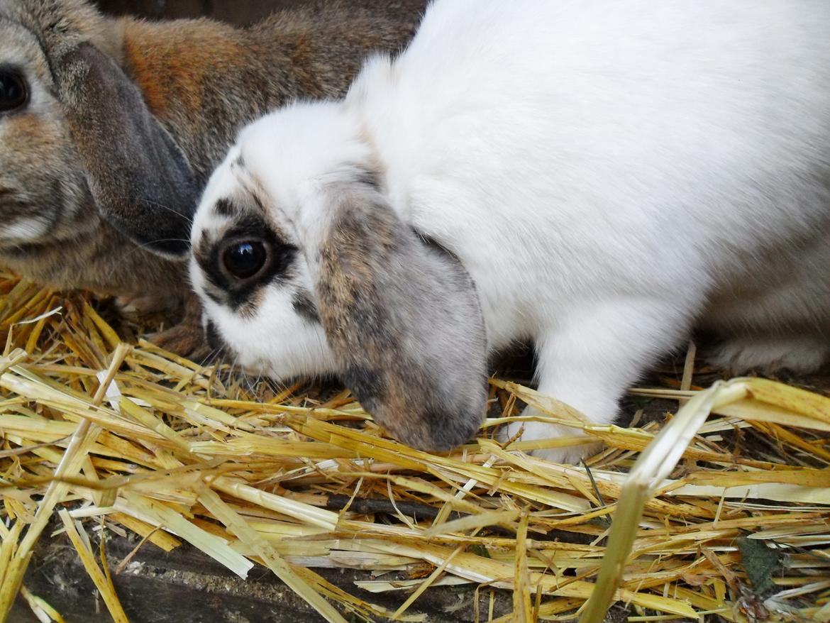 Kanin Frigg billede 14