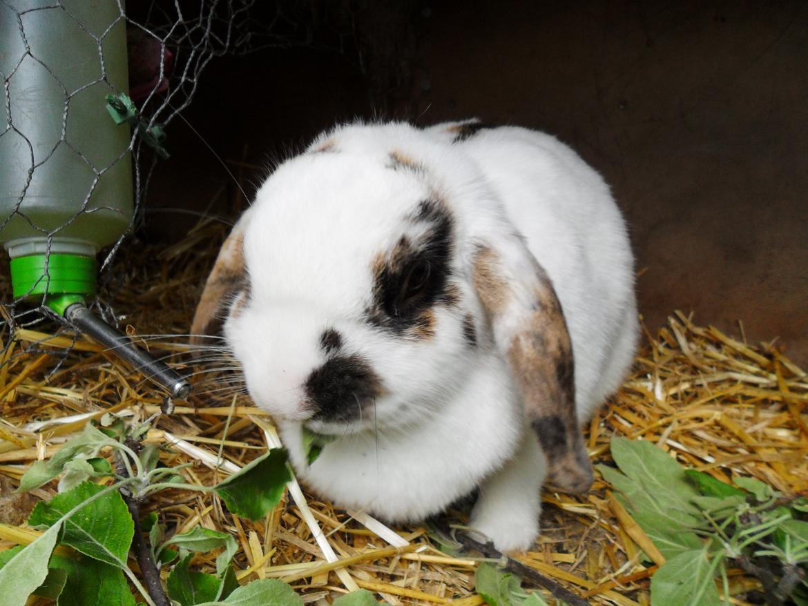 Kanin Frigg billede 15