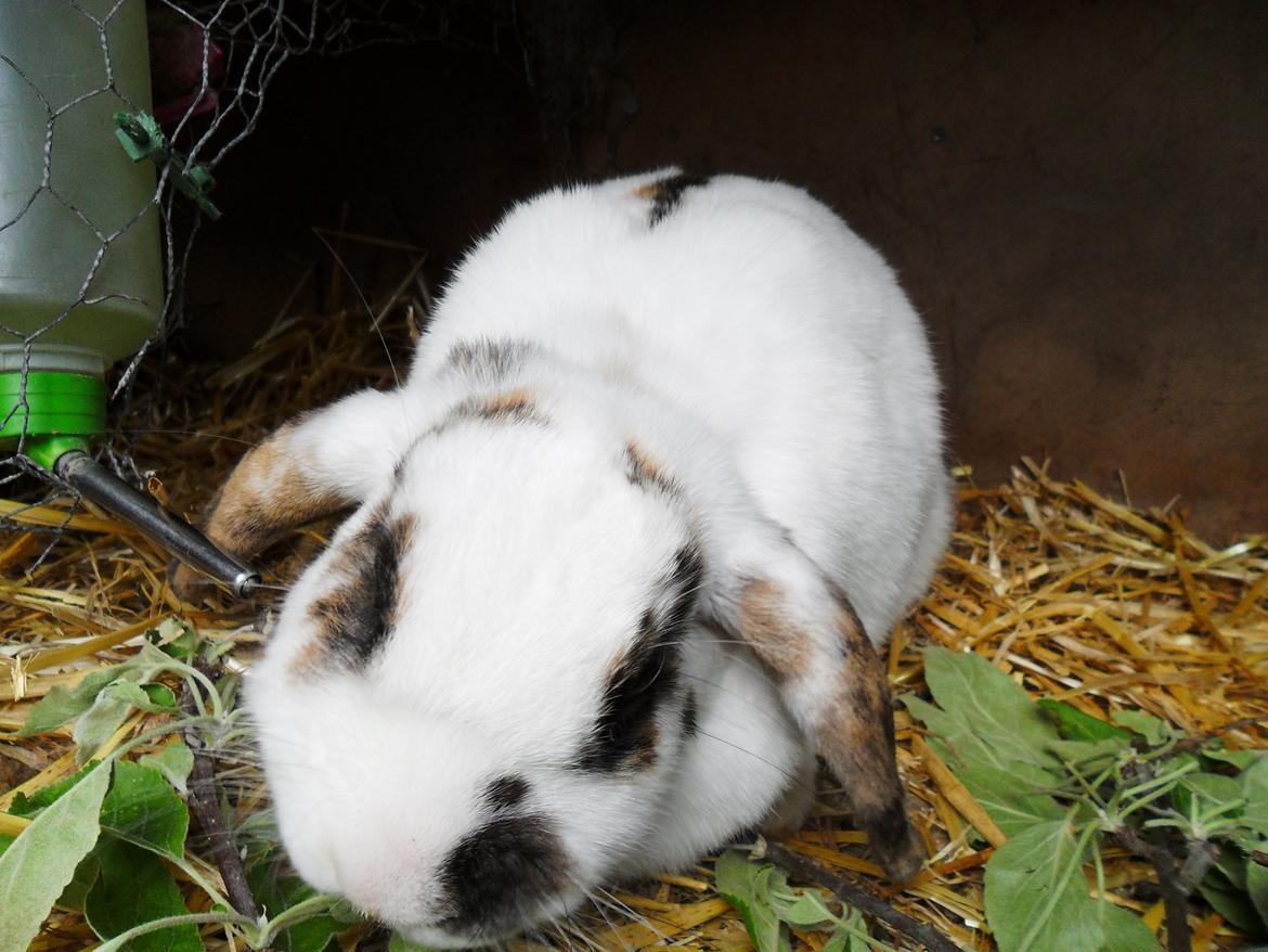 Kanin Frigg billede 16