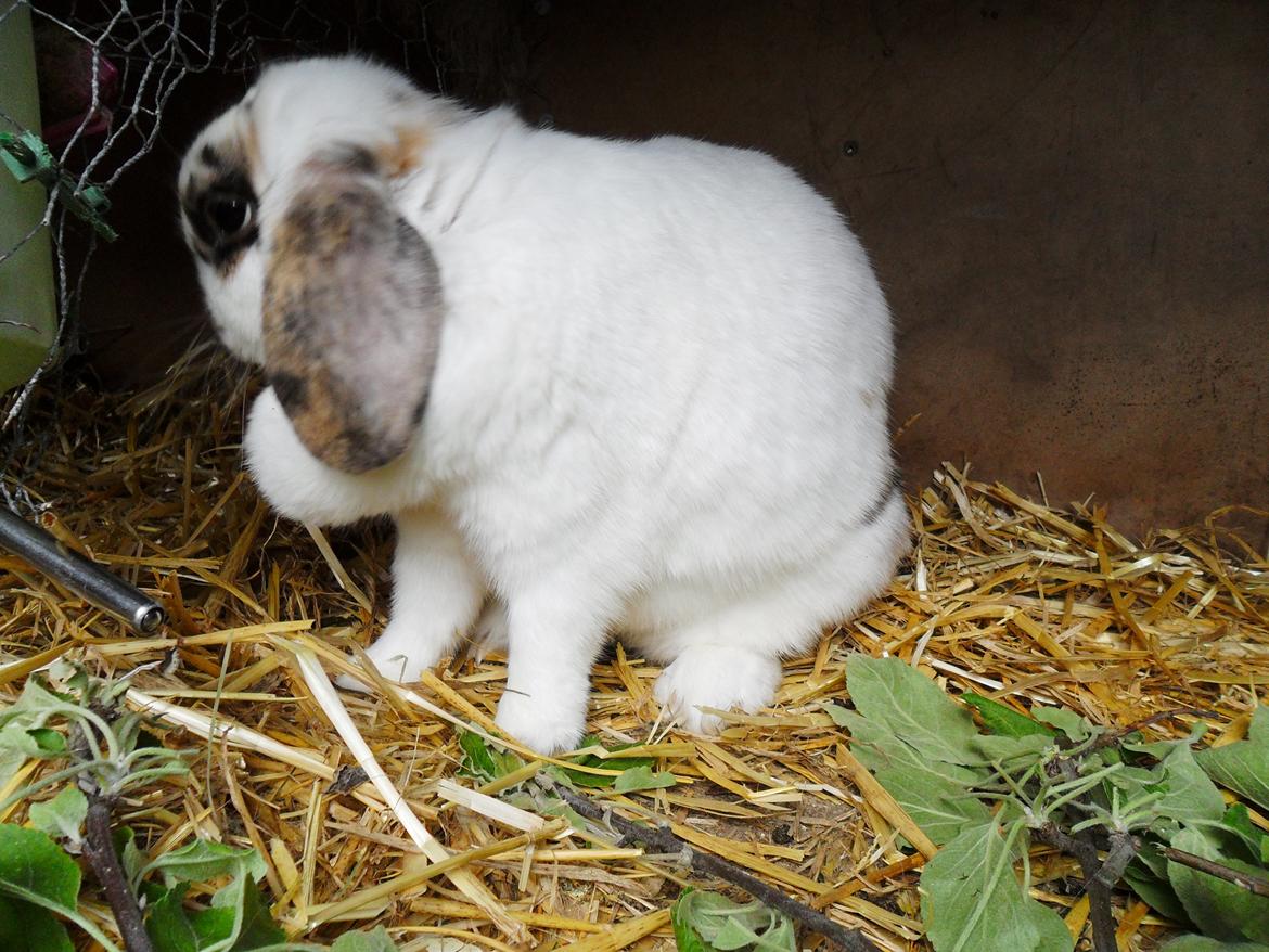 Kanin Frigg billede 17