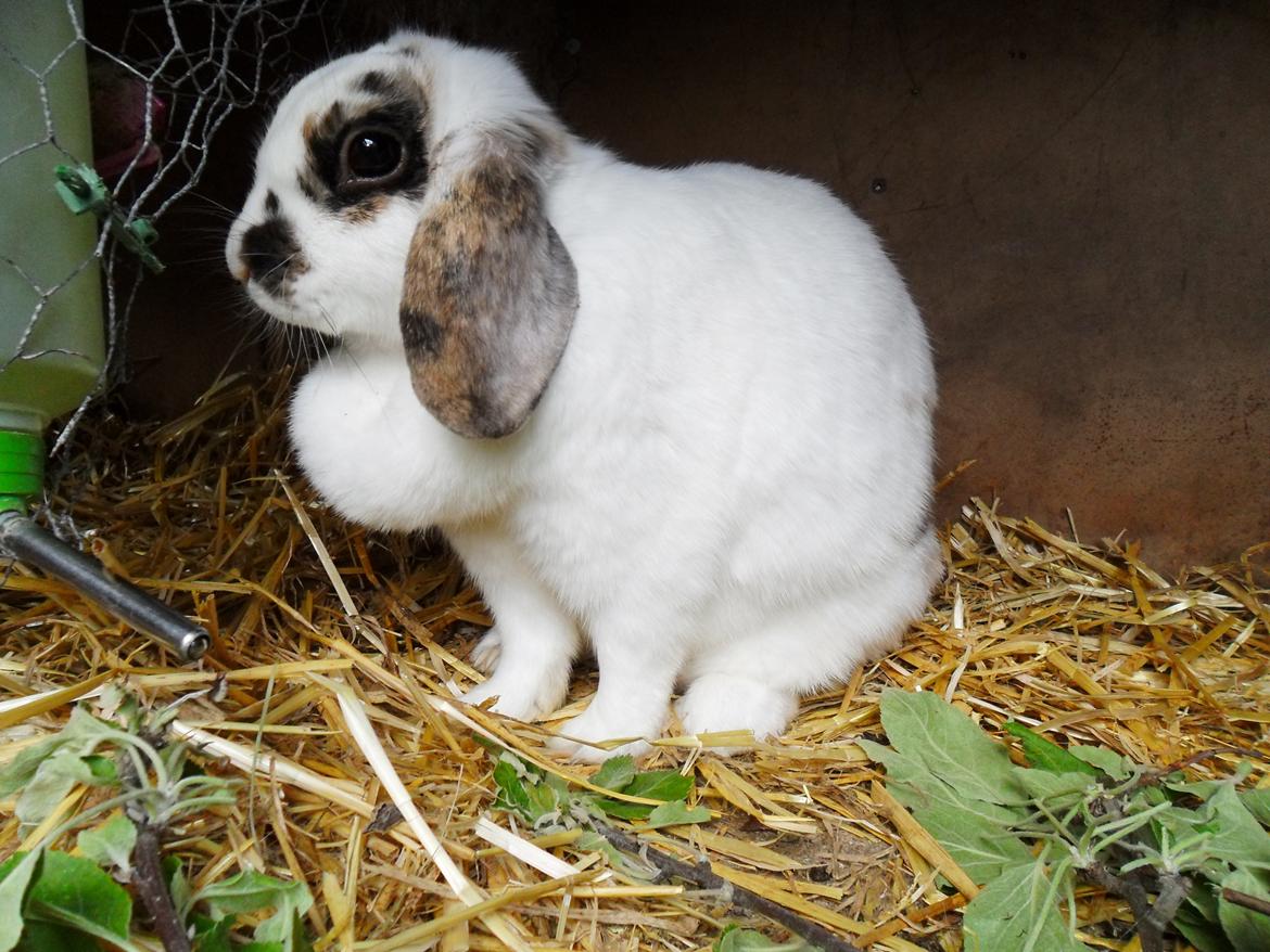 Kanin Frigg billede 18