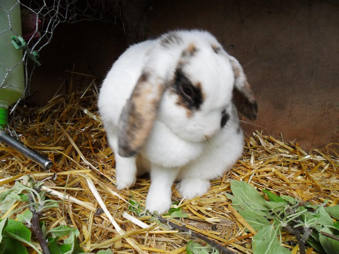 Kanin Frigg billede 19