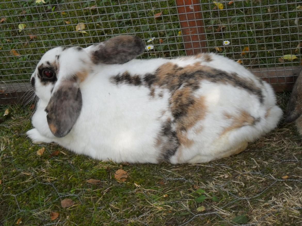 Kanin Frigg billede 20