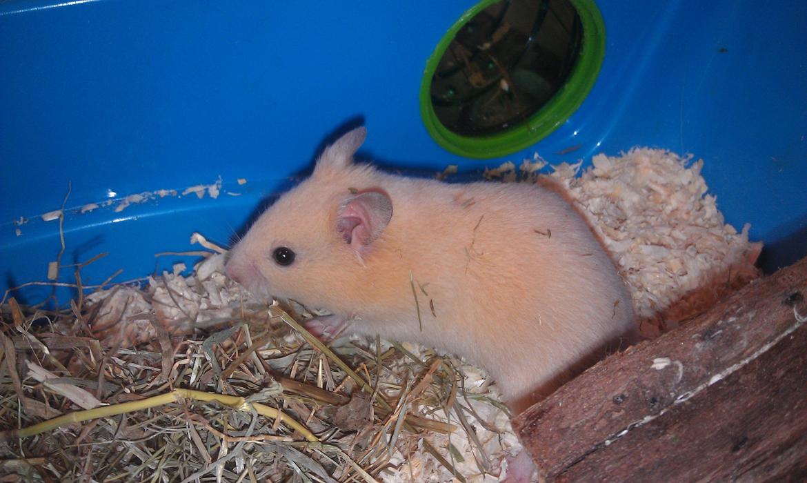 Hamster Buster billede 1