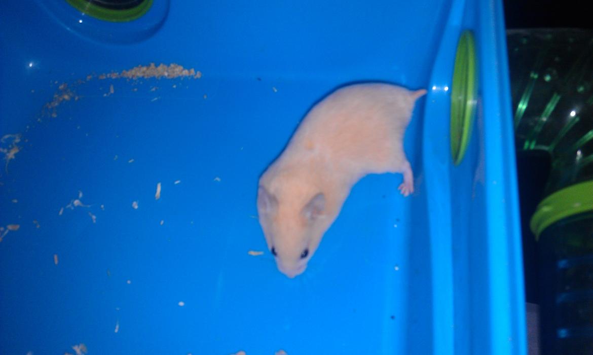 Hamster Buster billede 2