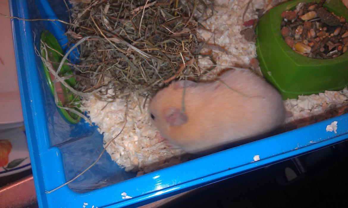 Hamster Buster billede 3