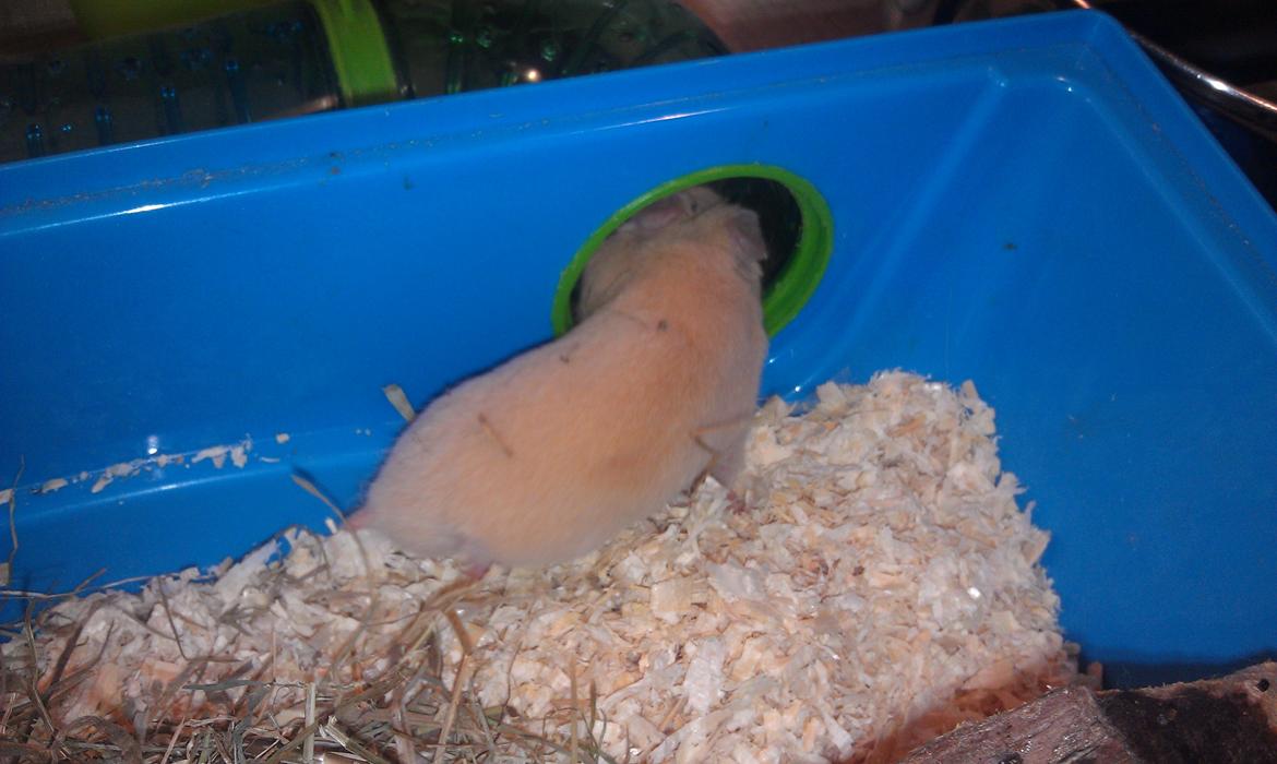 Hamster Buster billede 4