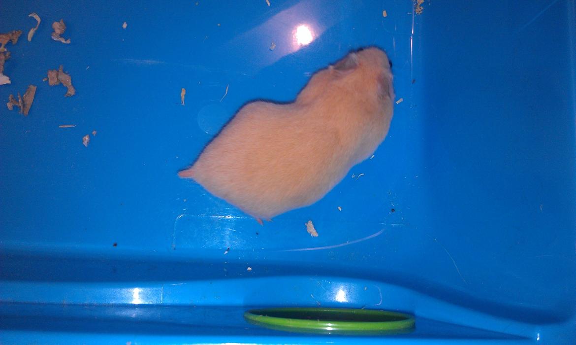 Hamster Buster billede 5