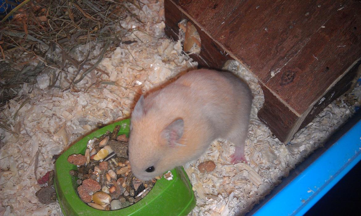 Hamster Buster billede 6