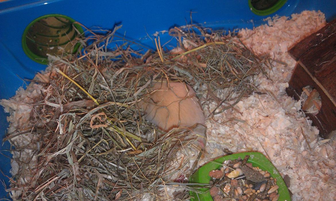 Hamster Buster billede 7