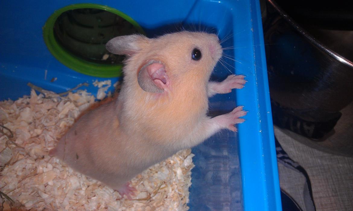 Hamster Buster billede 8