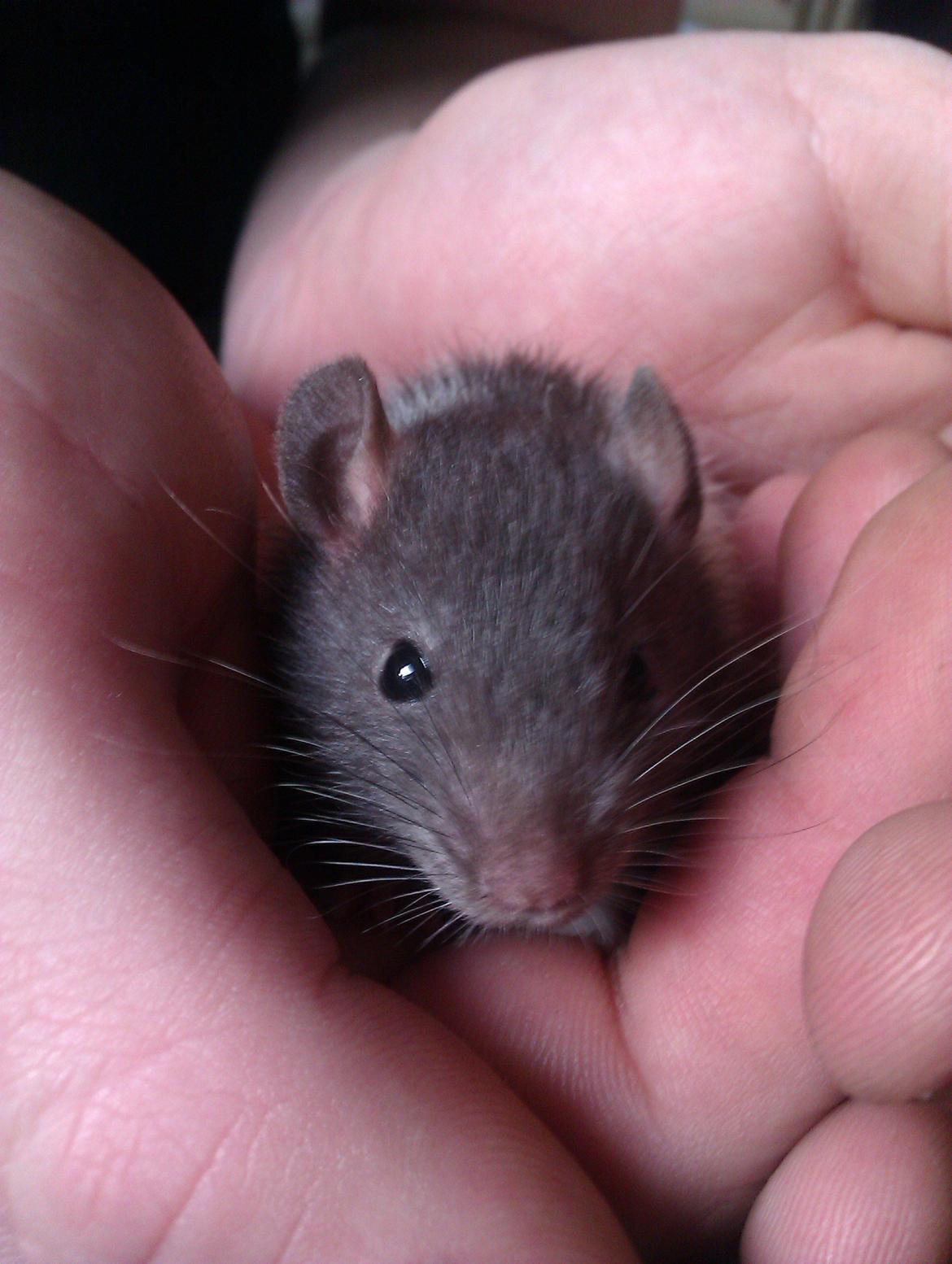 Tamrotte Cult - Cult<3.  billede 8