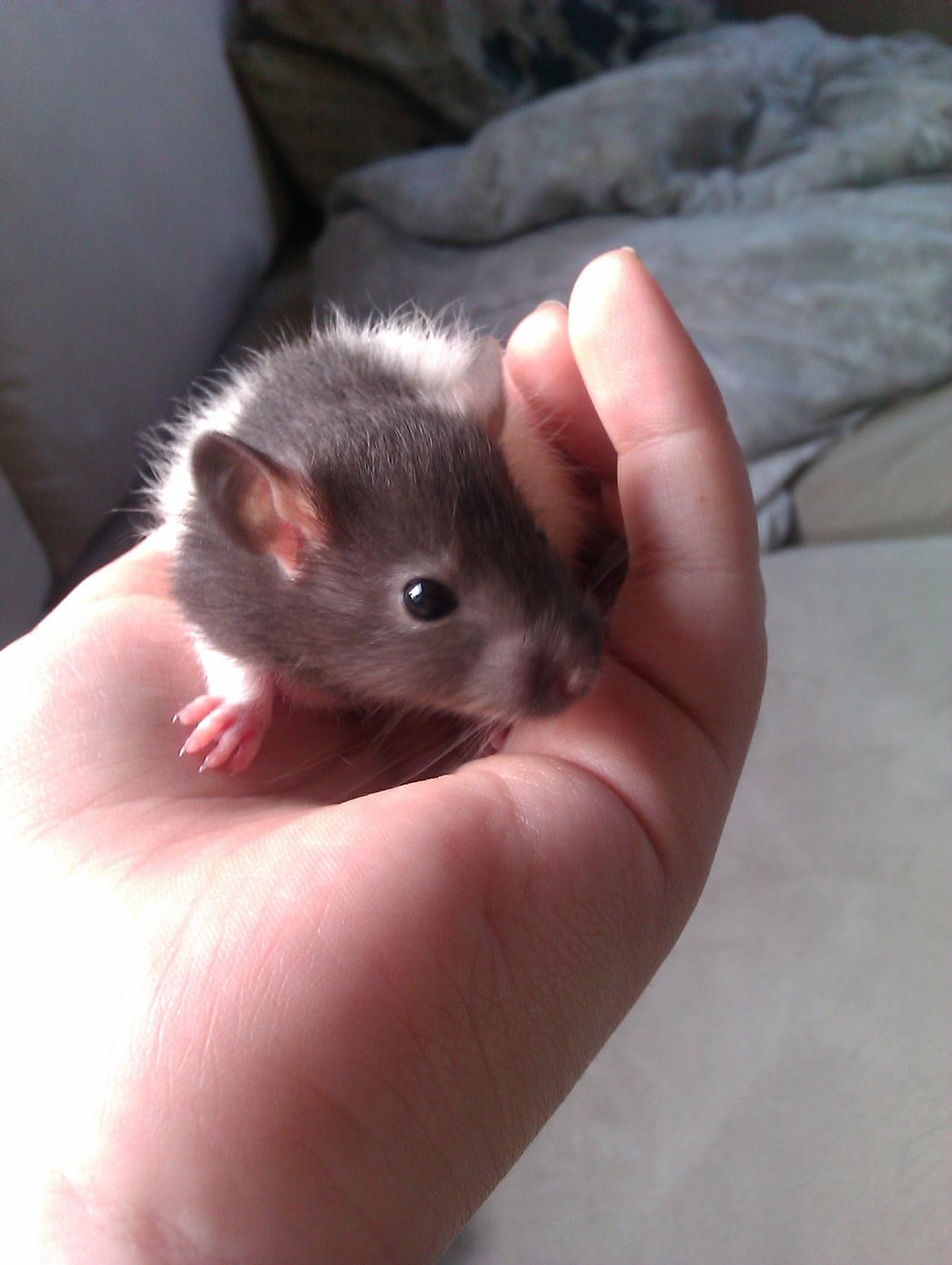 Tamrotte Cult - Gider ikke have taget billeder i; <3
 billede 9