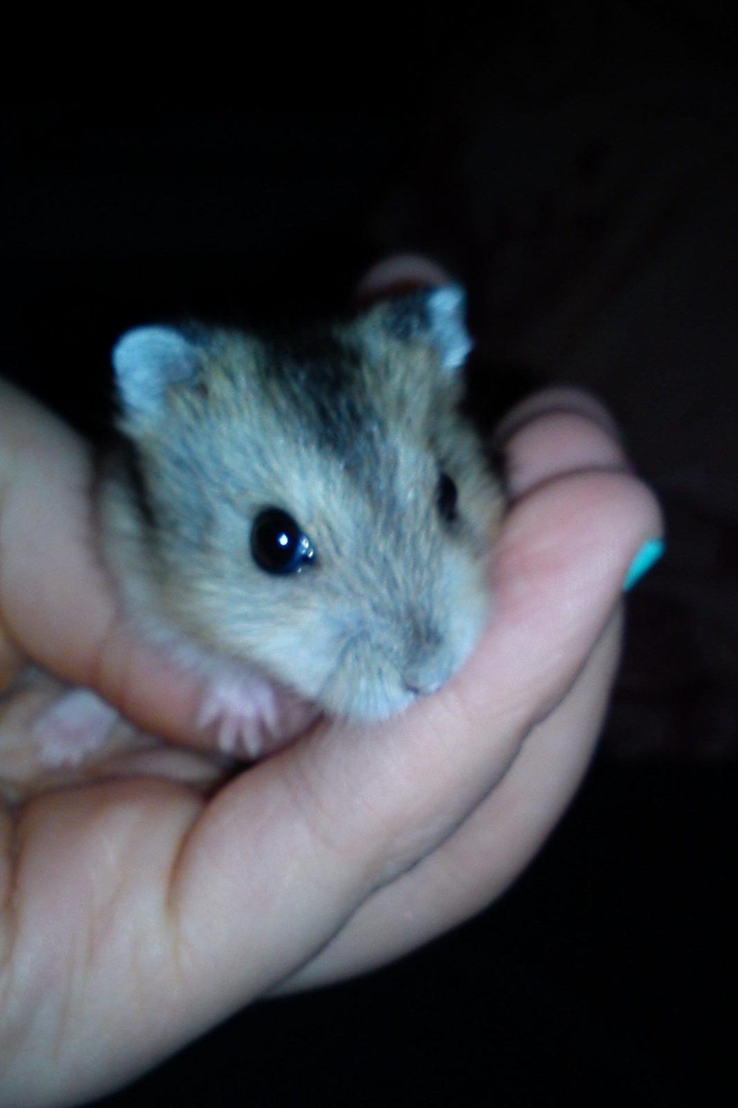 Hamster Mini - 1) Mini :)
Foto: Min søster billede 1