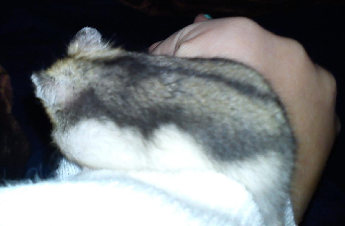 Hamster Mini - 2) Mini's fine farve :)
Foto: Min søster billede 2