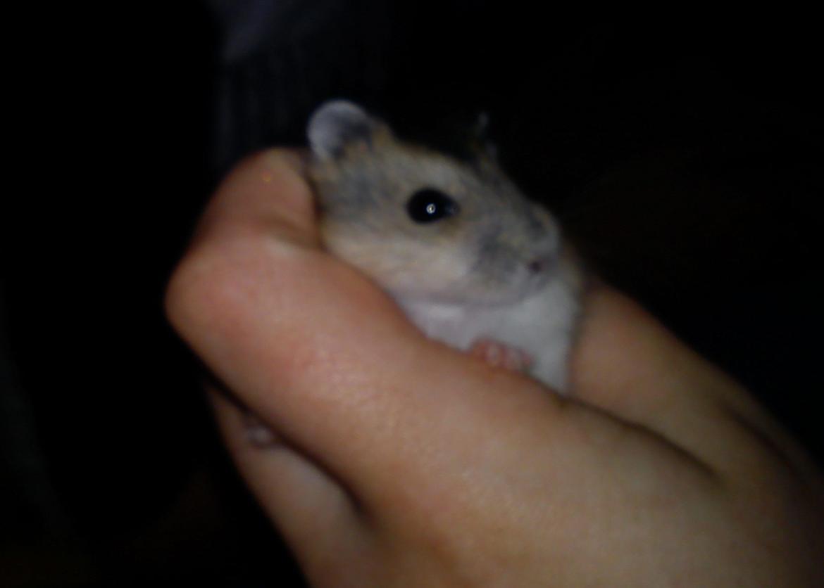 Hamster Mini - 3) Mini :)
Foto: Min søster billede 3