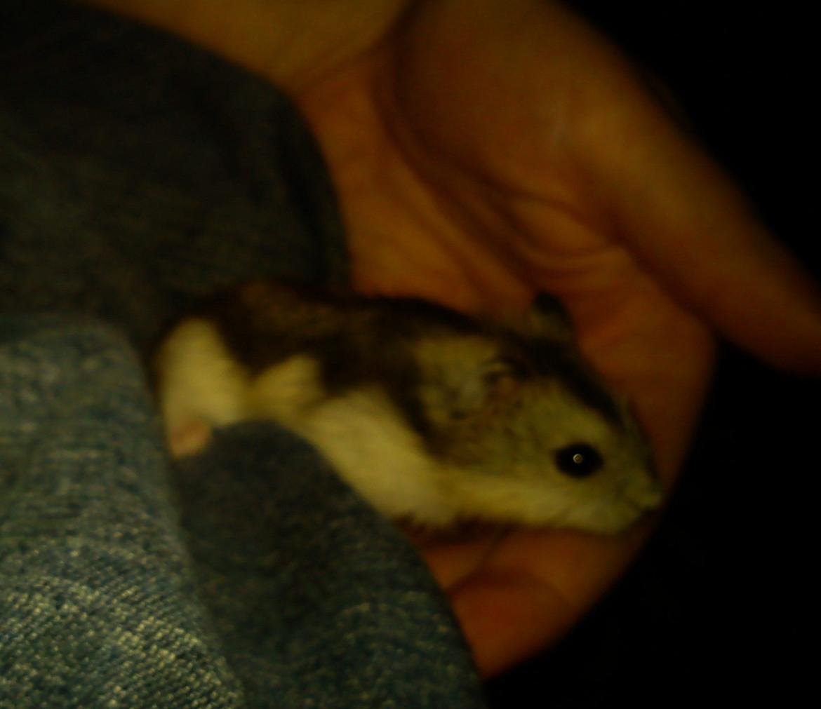 Hamster Mini - 4) Mini :)
Foto: Min søster billede 4