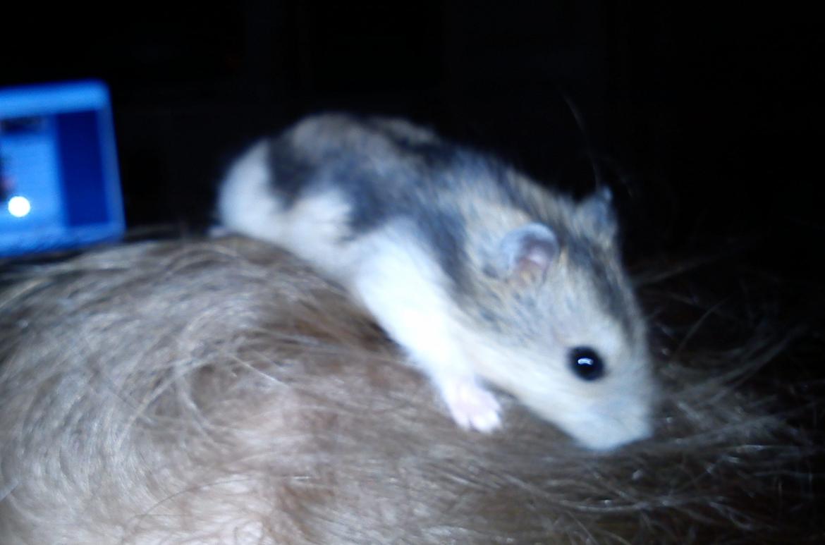 Hamster Mini - 5) Mini i mit hår :D
Foto: Min søster billede 5