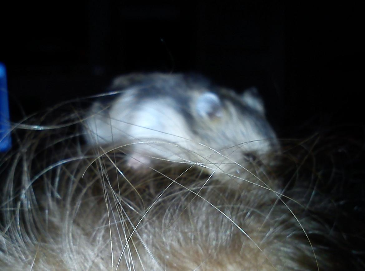 Hamster Mini - 6) Mini gemmer sig i mit hår :D
Foto: Min søster billede 6