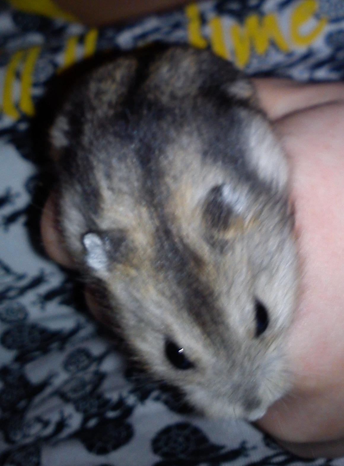 Hamster Mini - 7) Mini<3
Foto: Min søster billede 7