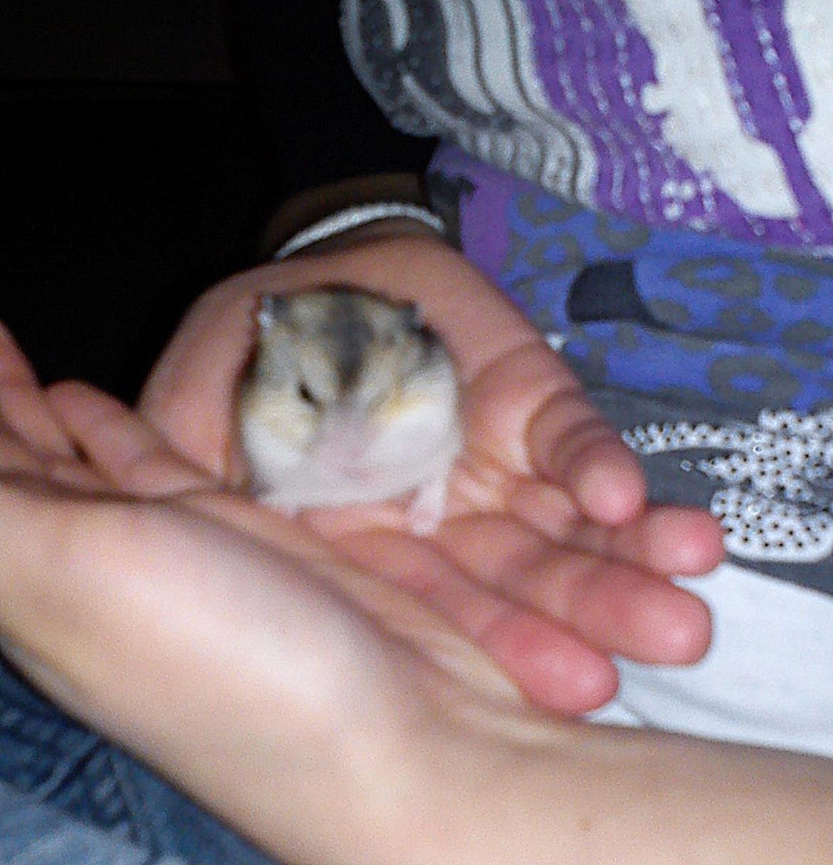 Hamster Mini - 8) Lille Mini vasker sig :)
Foto: Min søster billede 8