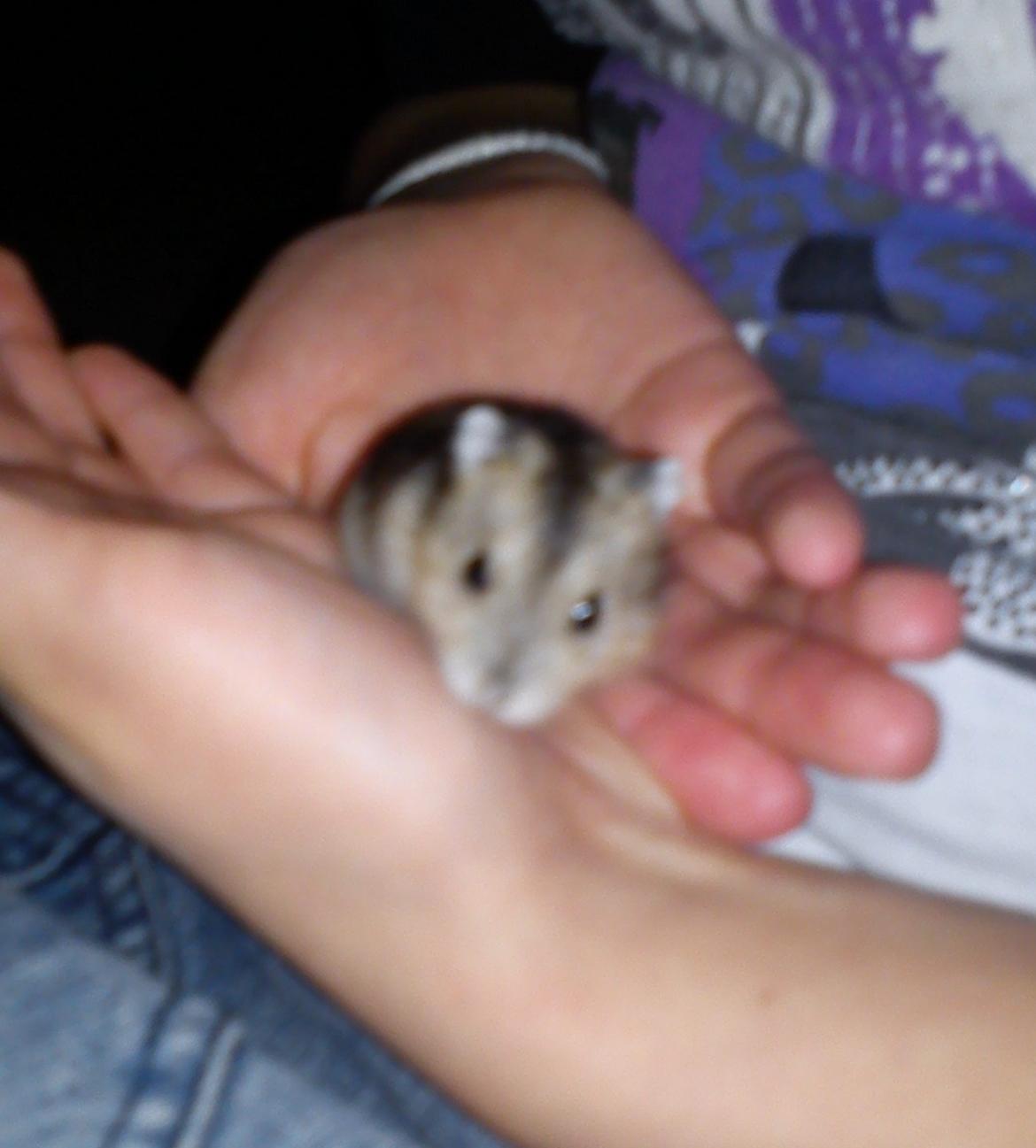 Hamster Mini - 9) Lille nysgerrigfis :) Tak fordi i kiggede, smid en bedømmelse og kommentar? :)
Foto: Min søster billede 9