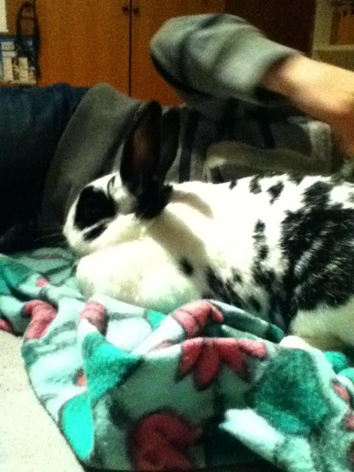 Kanin kaninnus billede 4