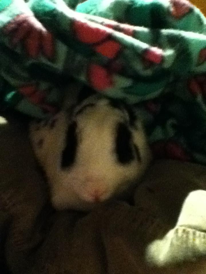 Kanin kaninnus billede 5