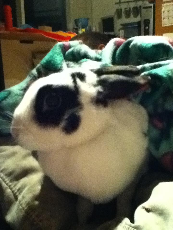 Kanin kaninnus billede 6