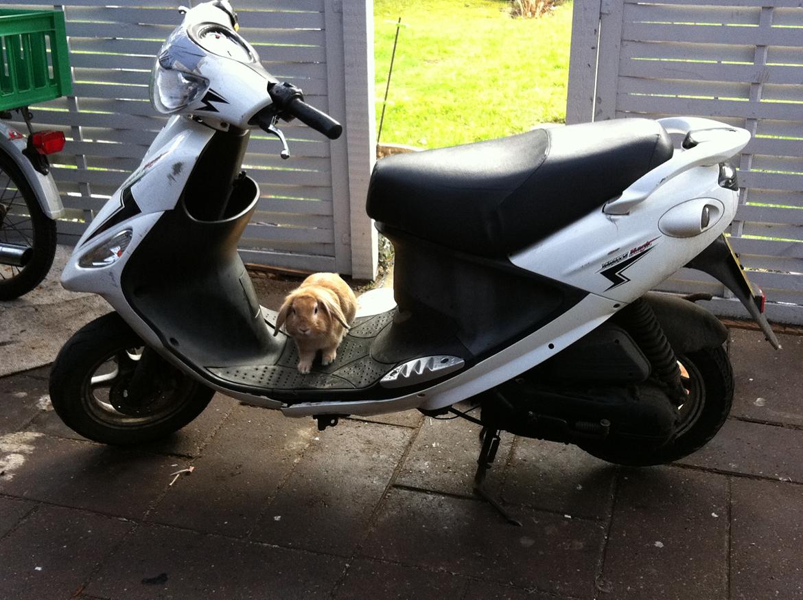 Kanin Simba !  - Scooter kanin billede 2