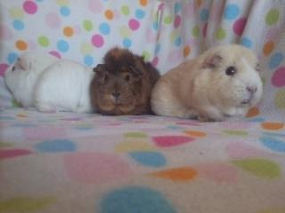 Marsvin » Ollis Wendy R.I.P.†  « - Fra højre: Wendy, Moonlight Shadow (hendes datter) og Pjuske (hendes barnebarn). billede 12