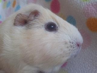 Marsvin » Ollis Wendy R.I.P.†  « - Nyt. billede 13