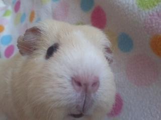 Marsvin » Ollis Wendy R.I.P.†  « - Nyt. billede 1