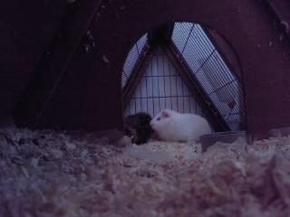 Marsvin » Smillas Pjuske « - Set fra den ene ende i buret. billede 11