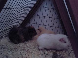 Marsvin » Smillas Pjuske « - Pjuske sammen med hendes mor og niece i den ene ende af buret. billede 12