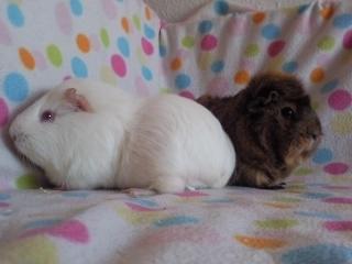 Marsvin » Smillas Pjuske « - Pjuske sammen med hendes niece Moonlight Shadow. billede 14