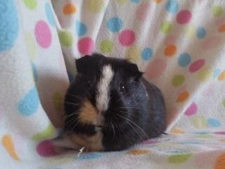 Marsvin » Mandy « - 1/3-12 billede 12