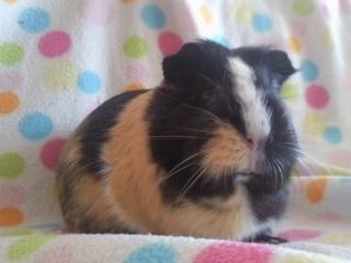 Marsvin » Mandy « - 1/3-12 billede 13