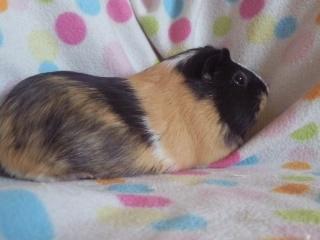 Marsvin » Mandy « - 1/3-12 billede 14