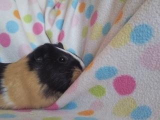 Marsvin » Mandy « - 1/3-12 billede 15