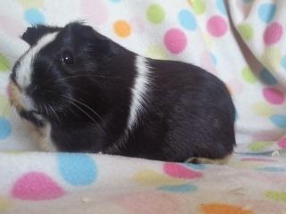 Marsvin » Mandy « - 1/3-12 billede 16