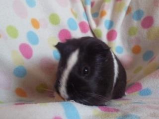 Marsvin » Mandy « - 1/3-12 billede 17