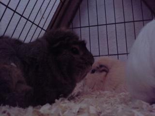 Marsvin » Sputtes Moonlight Shadow  « - Moonlight. Hendes mor er i baggrunden. billede 9