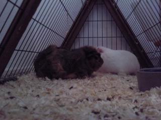 Marsvin » Sputtes Moonlight Shadow  « - 1/3-12 billede 14