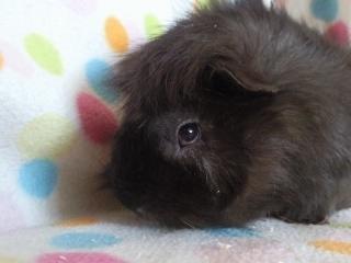 Marsvin Sputtes Sorte Perle - 1/3-12 billede 5