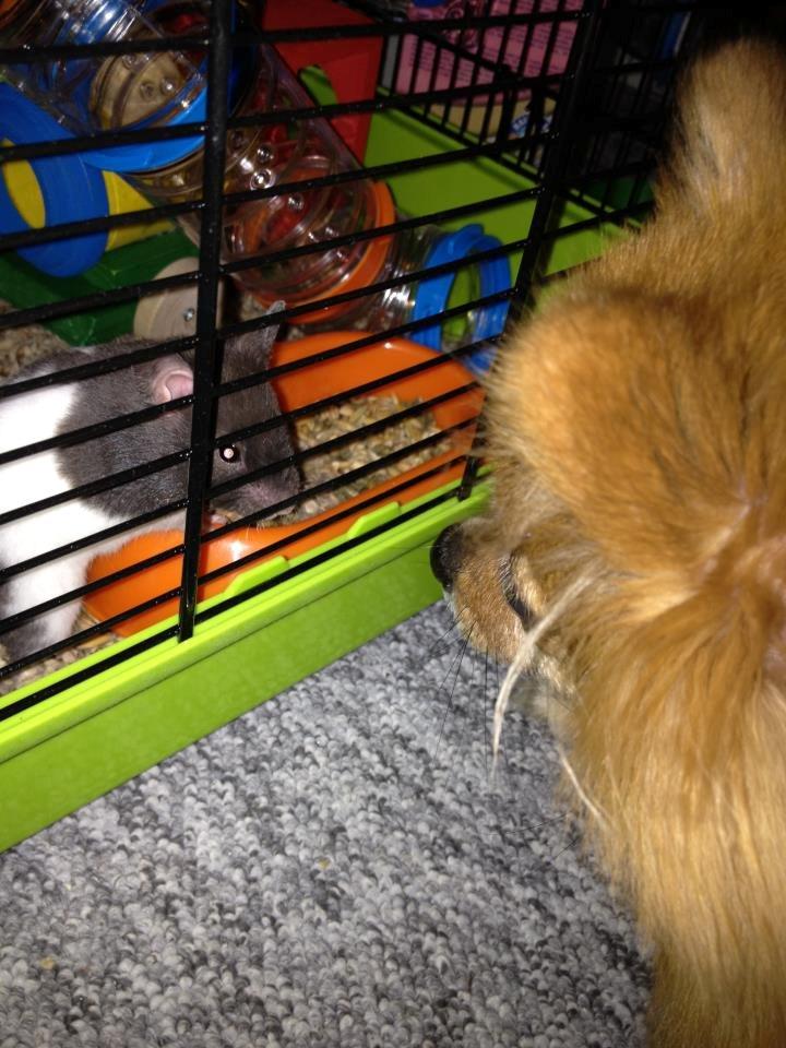 Hamster Pepsi - Daisy (hunden) Elsker hende;) billede 1