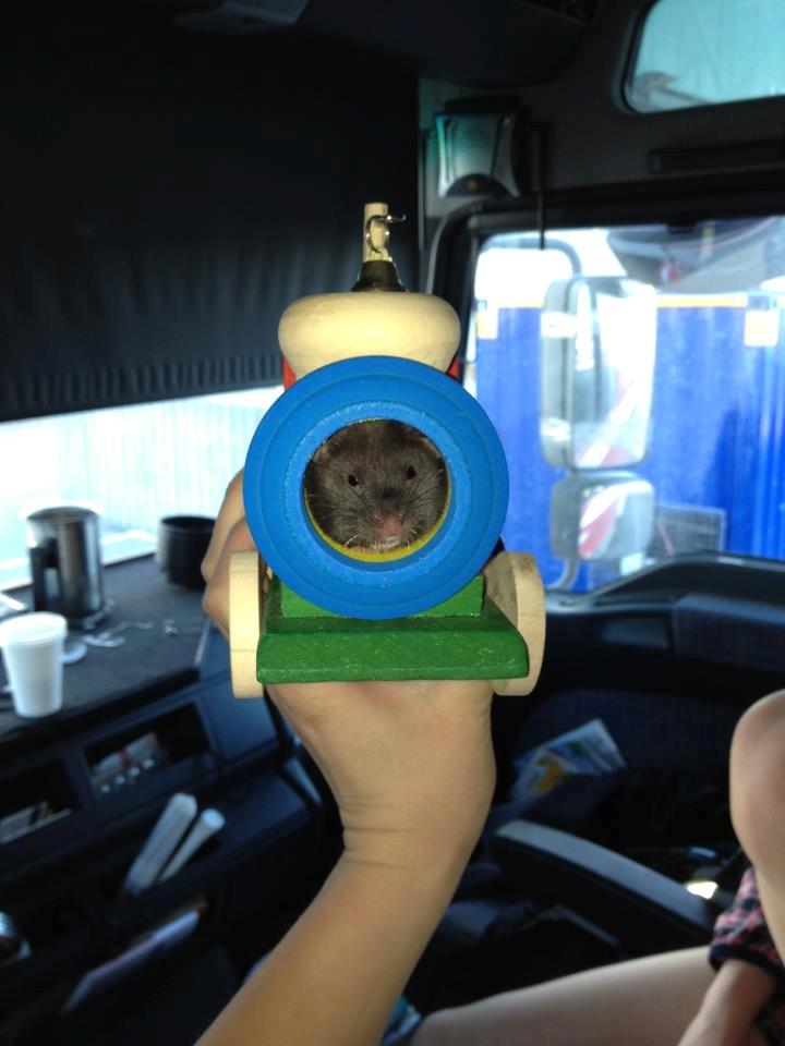 Hamster Pepsi - Sover i toget;) billede 2