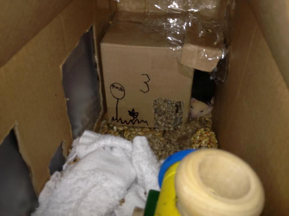 Hamster Pepsi - Jeg Maser dig.. hvis i kan se det;) billede 3