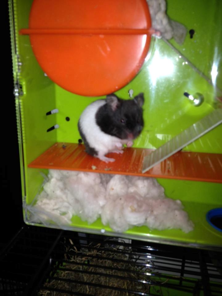 Hamster Pepsi - smukke billede 4