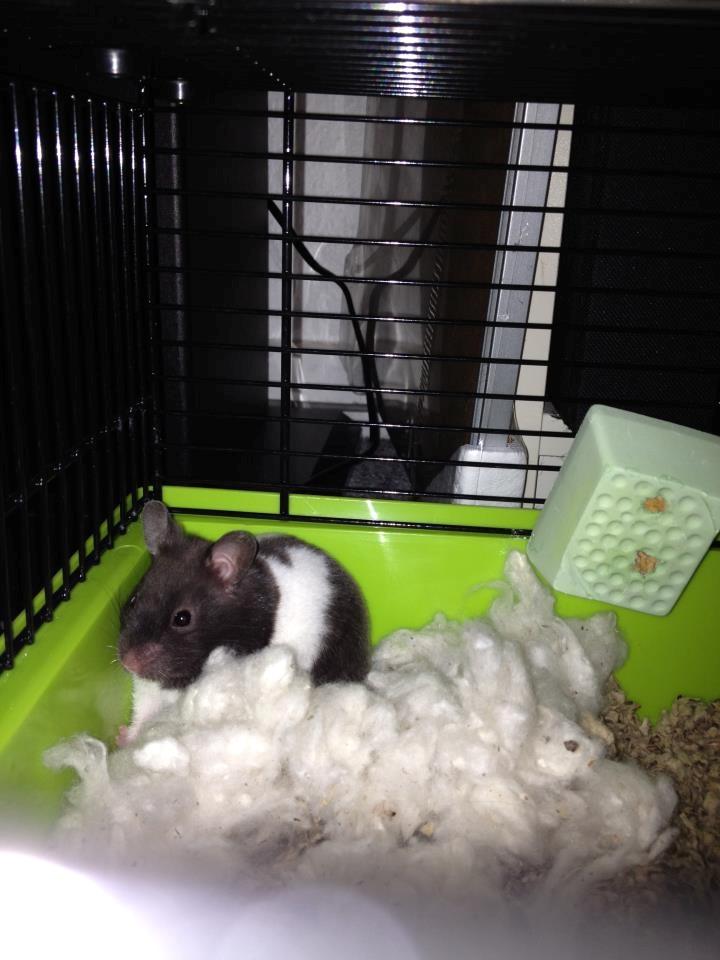 Hamster Pepsi - såå søøød billede 5